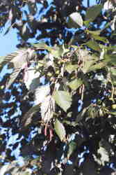 Grey Alder 7k click for larger image 28k